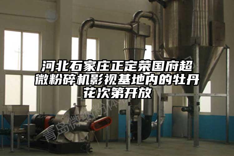 河北石家莊正定榮國府国产麻豆91在线无码观看影視基地內的牡丹花次第開放
