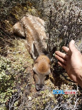 與鹿群不国产麻豆91在线无码观看期而遇